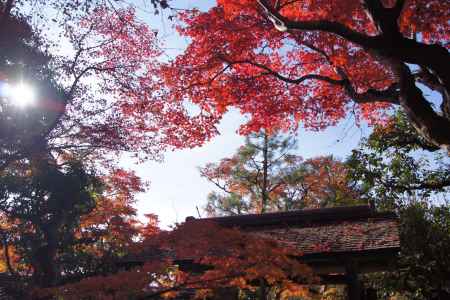 京都市の紅葉（関西セミナー）