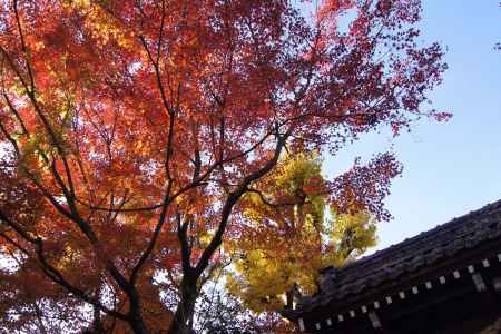 京都市の紅葉（松ヶ崎大黒天）