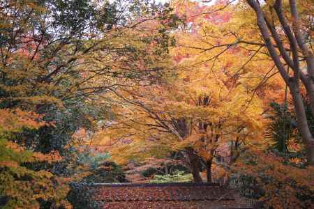 京都市の紅葉（山科疏水付近）