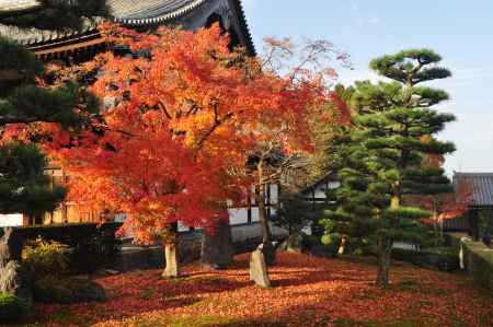 東福寺　禅堂と紅葉