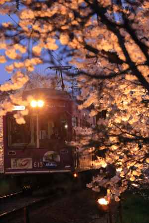 嵐電　夜の桜トンネル