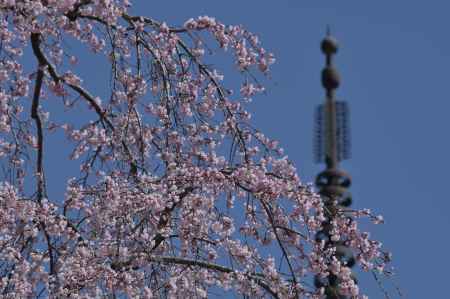 枝垂れ桜と三重塔＿清水寺