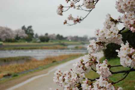 鴨川沿いの桜