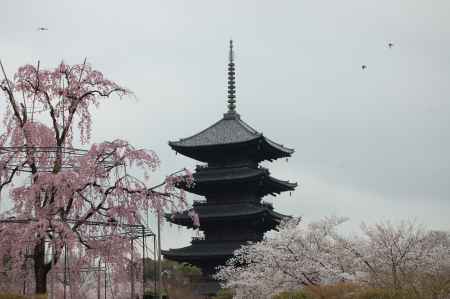 東寺の五重塔と不二桜