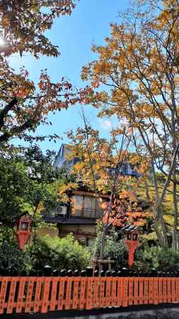 祇園白川畔の秋