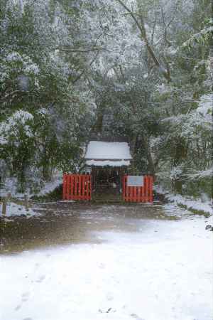 真冬の半木神社さん