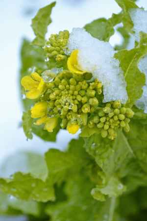 雪の伏見寒咲花菜