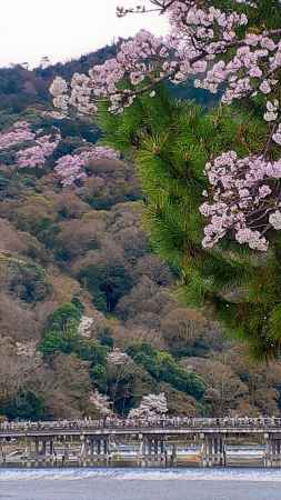 嵐山　桜満開