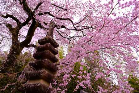 石多宝塔と枝垂桜