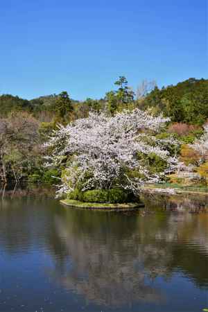 伏虎島の桜