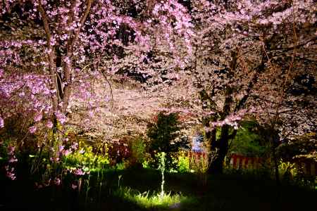 夜桜に詠う