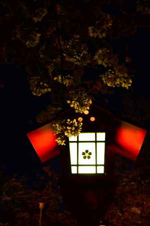 暗夜の桜灯籠