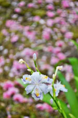 紫の斑の仏めく著莪の花