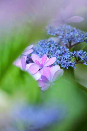 夏越の大祓　紫陽花