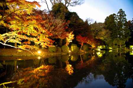 京都府立植物園ライトアップ　2023