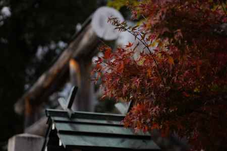 斎宮神社の紅葉