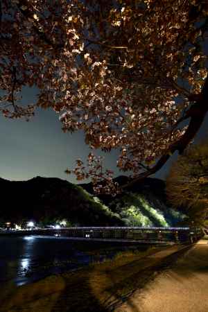 嵐山の夜桜
