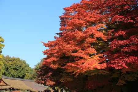 上賀茂神社境内の紅葉