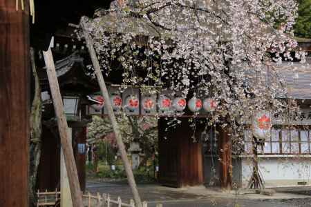 京都・平野神社　門前桜