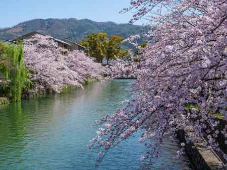 岡崎疏水の桜　～大文字山と共に～