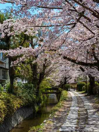 桜満開の哲学の道　