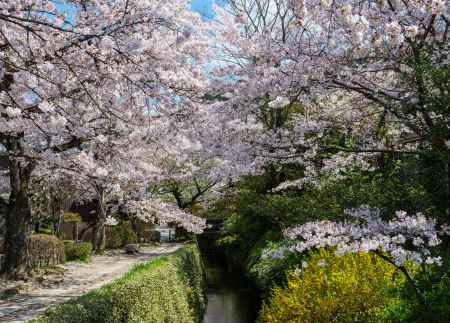 桜咲く哲学の道　