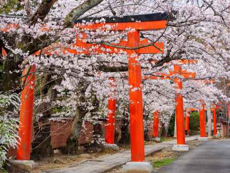 竹中稲荷神社の桜