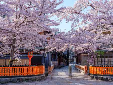 祇園白川の桜➁