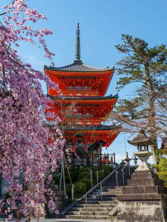 清水寺三重塔と枝垂れ桜
