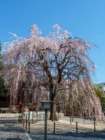 千本釈迦堂の「阿亀桜」