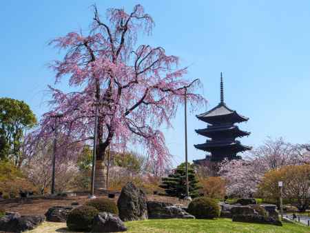 桜咲く春の東寺