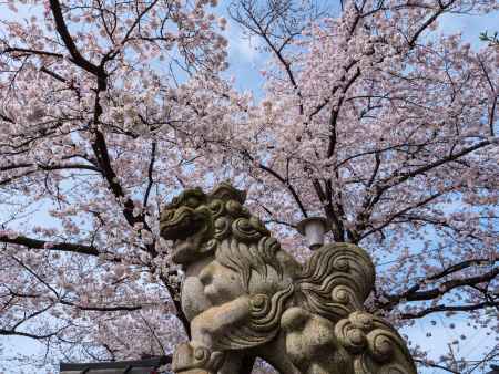 桜に囲まれる狛犬