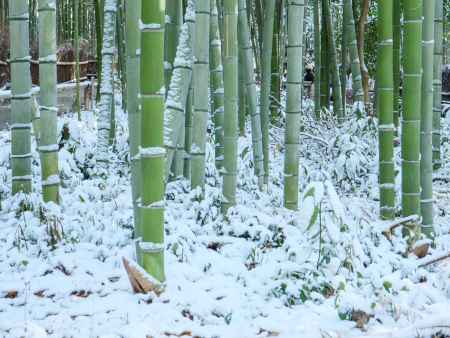 雪と竹のコラボレーション