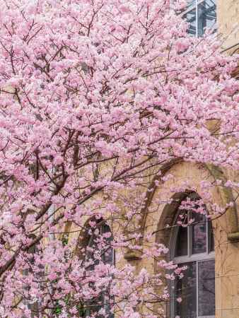 満開の「春めき桜」➁