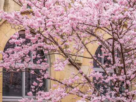 アーチ窓と春めき桜