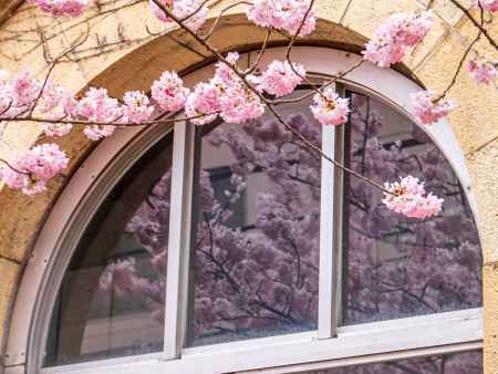 窓に映る春めき桜