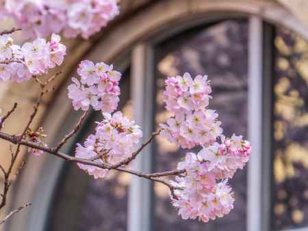 可愛い「春めき桜」➁　