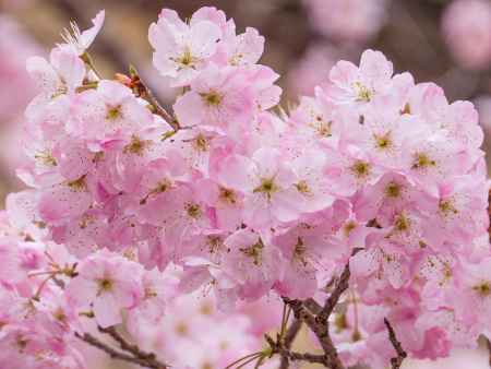可愛い「春めき桜」①