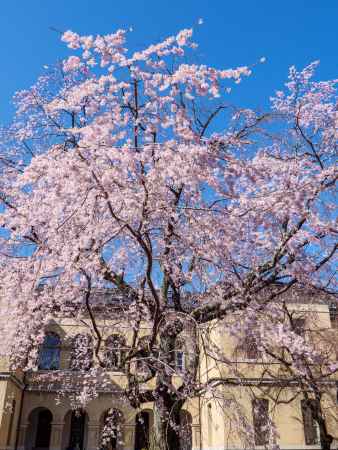 京都府庁旧本館中庭の桜⑥