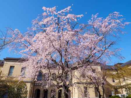 京都府庁旧本館中庭の桜⑤