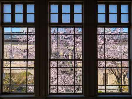 京都府庁旧本館中庭の桜④