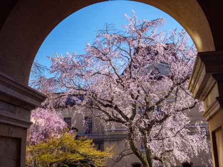 京都府庁旧本館中庭の桜➁