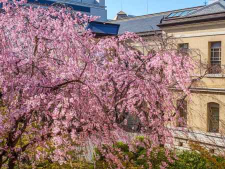 京都府庁旧本館中庭の紅しだれ桜
