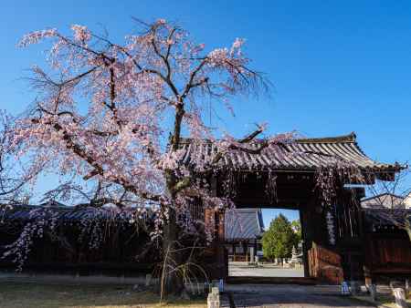 妙覚寺の枝垂れ桜