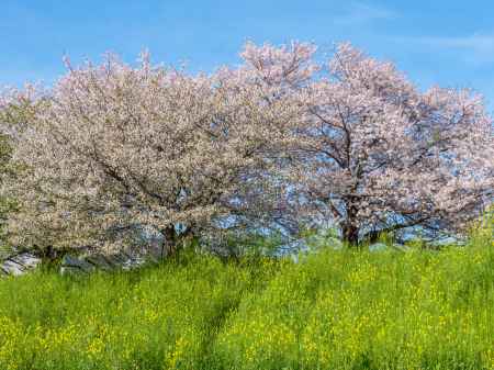 桂川の桜と菜の花④