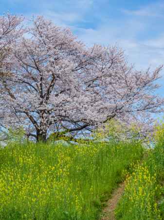 桂川の桜と菜の花③