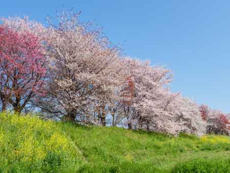 桂川の桜と菜の花➁