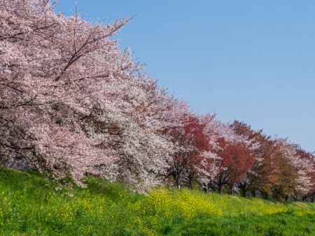 桂川の桜と菜の花①