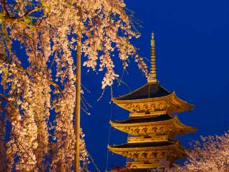 東寺の夜桜①