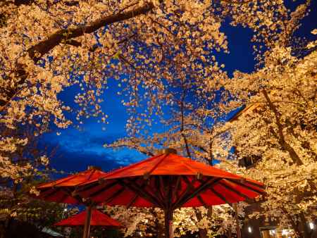 祇園白川の夜桜